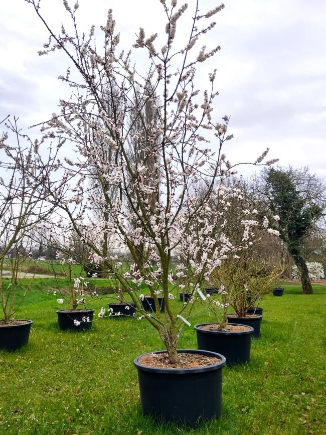 Prunus armeniaca 'Tros Oranje'