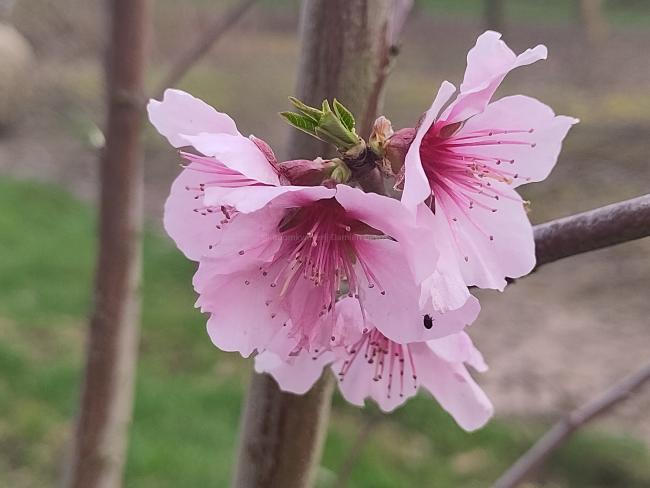 Prunus dulcis 'Robijn'