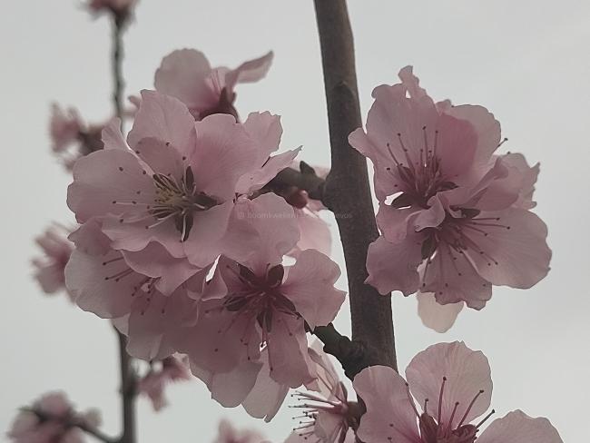 Prunus dulcis 'Robijn'