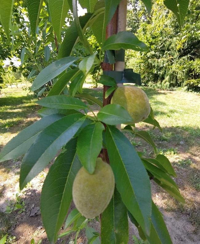 Prunus dulcis 'Robijn'
