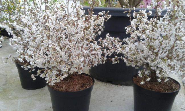 Prunus incisa 'Kojou-no-mai'
