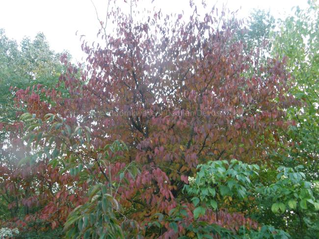 Prunus 'Korean Hill'