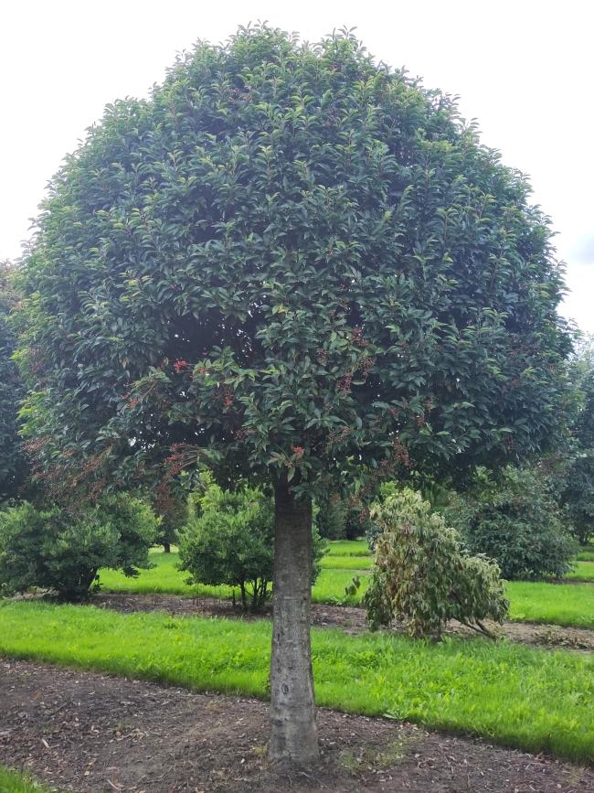 Prunus lusitanica 'Angustifolia'