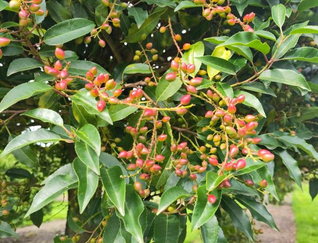 Prunus lusitanica 'Angustifolia'