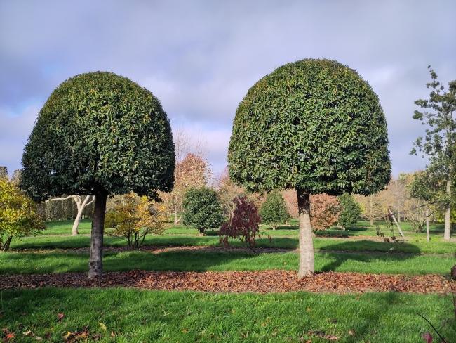 Prunus lusitanica 'Angustifolia'