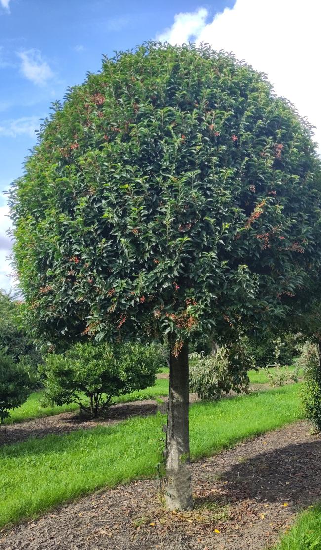 Prunus lusitanica 'Angustifolia'