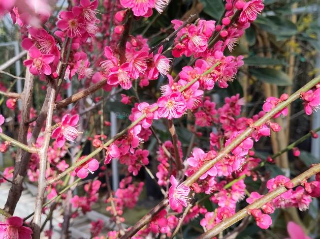 Prunus mume 'Beni-chi-dori'