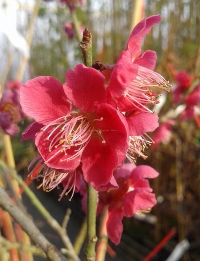 Prunus mume 'Beni-chi-dori'