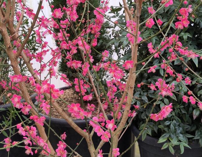 Prunus mume 'Beni-chi-dori'