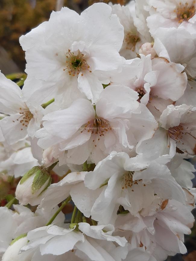 Prunus serrulata 'Fragrant Cloud'