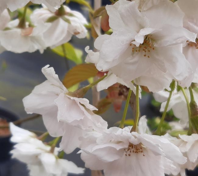Prunus serrulata 'Fragrant Cloud'