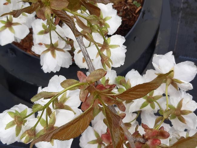Prunus serrulata 'Fragrant Cloud'