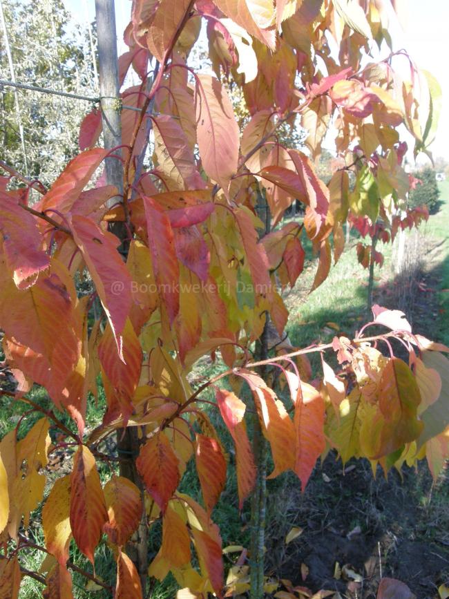 Prunus serrulata 'Fragrant Cloud'