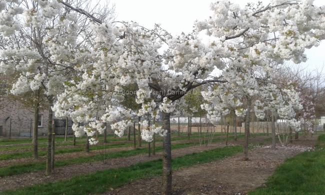 Prunus serrulata 'Shirotae'