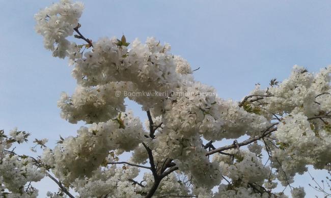 Prunus serrulata 'Shirotae'