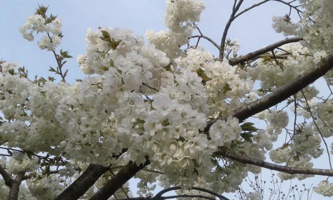 Prunus serrulata 'Shirotae'