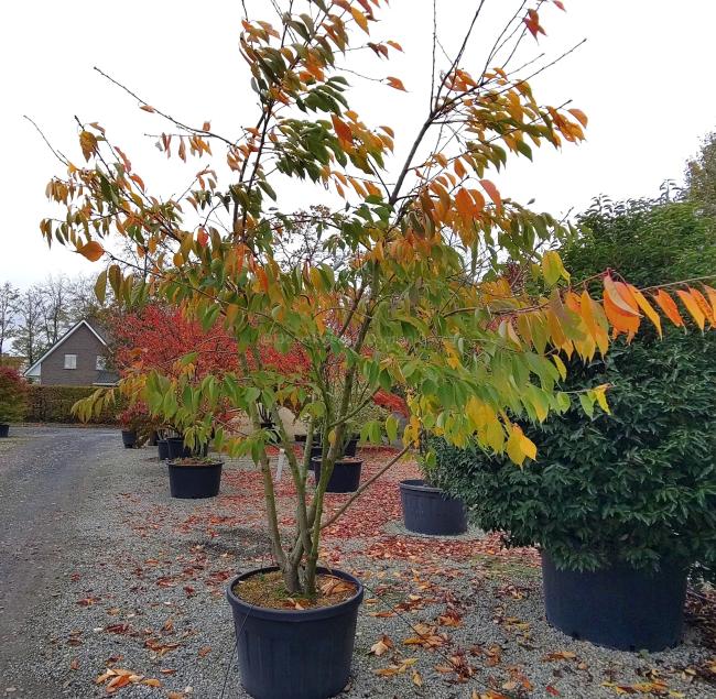 Prunus serrulata 'Shirotae'