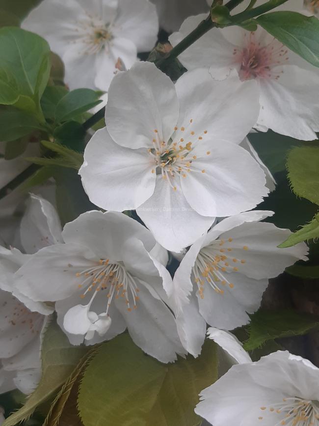 Prunus serrulata 'Taihaku'