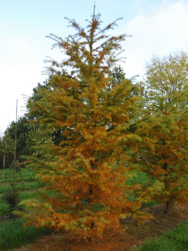 Pseudolarix amabilis