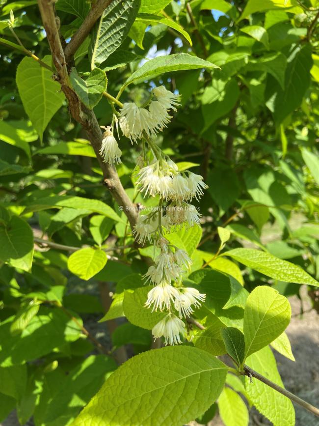 Pterostyrax hispida