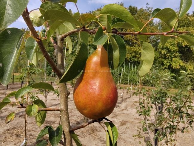 Pyrus communis 'Durondeau de Tongre'