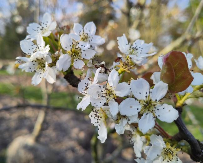 Pyrus pyrifolia 'Honeyball'