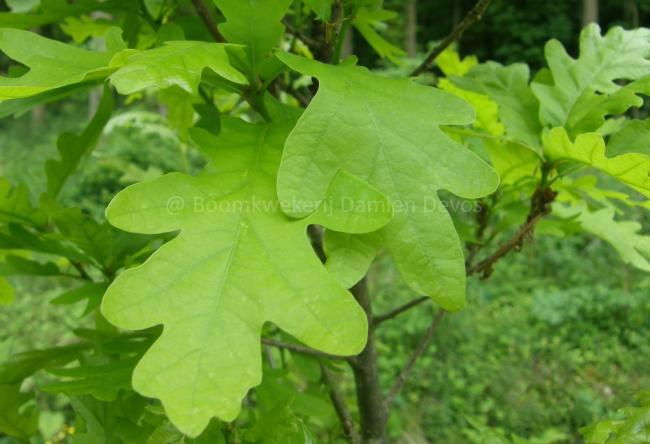 Quercus bimundorum 'Crimschmidt' ('Crimson Spire')