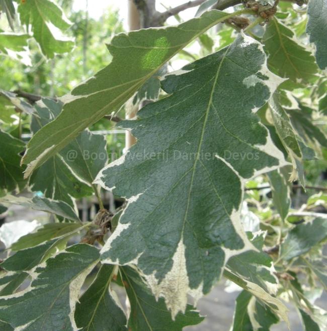 Quercus cerris 'Argenteovariegata'