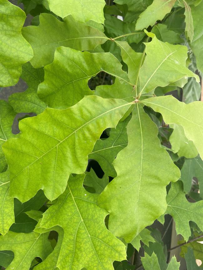 Quercus falcata var. pagodifolia (from seed)