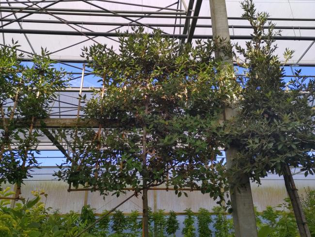 Quercus ilex -scherm voorgeleid