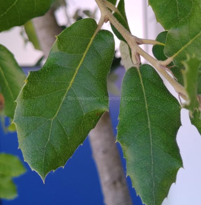 Quercus ilex -scherm voorgeleid