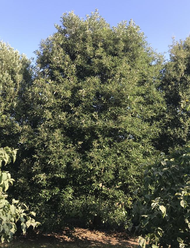 Quercus ilex