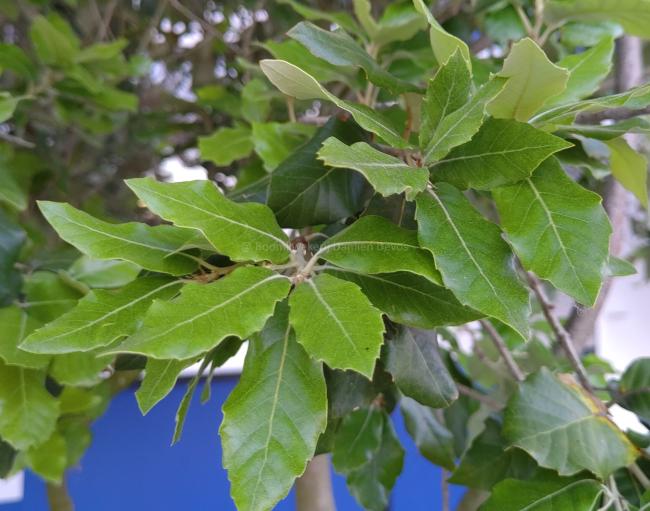 Quercus ilex