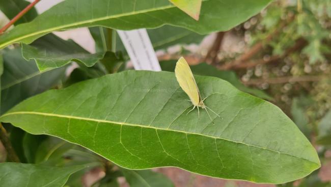 Quercus imbricaria (from seed)