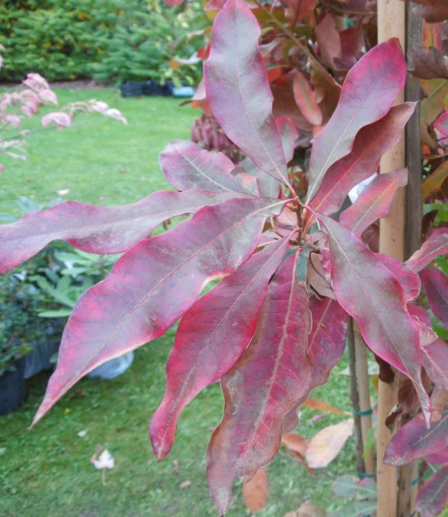 Quercus imbricaria (from seed)