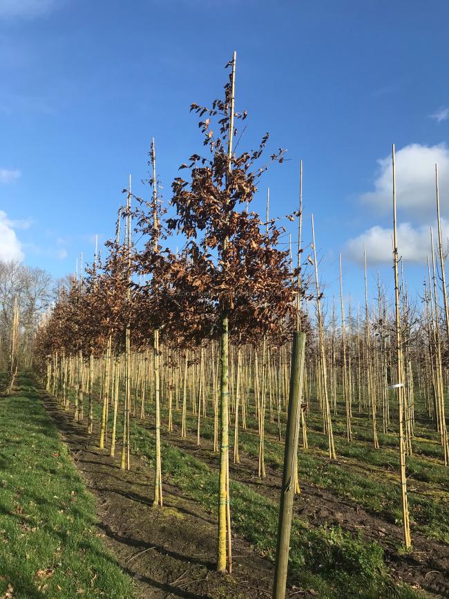 Quercus imbricaria (from seed)