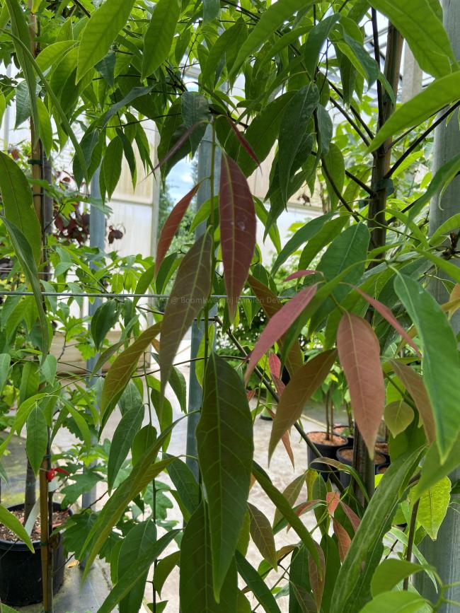 Quercus myrsinifolia