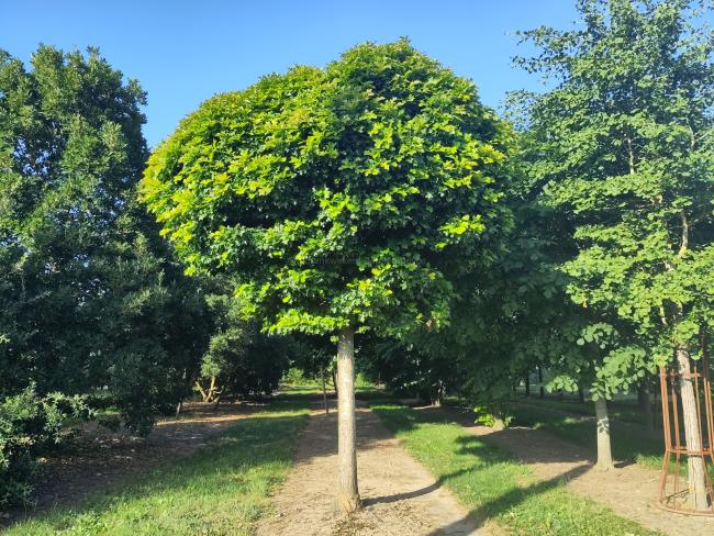Quercus palustris 'Green Dwarf'