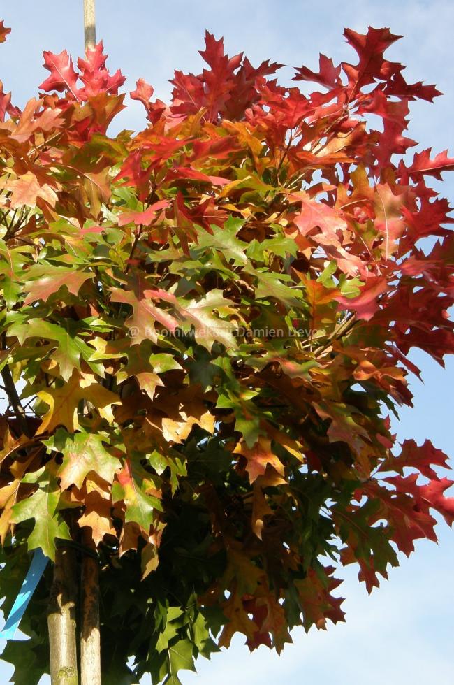 Quercus palustris 'Green Dwarf'