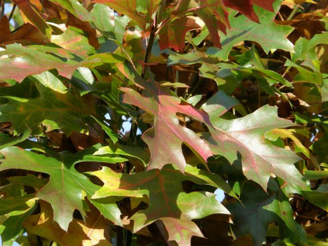 Quercus palustris 'Green Dwarf'