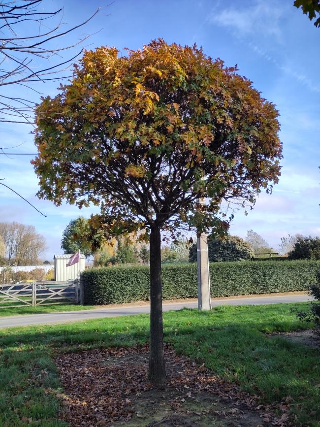 Quercus palustris 'Green Dwarf'