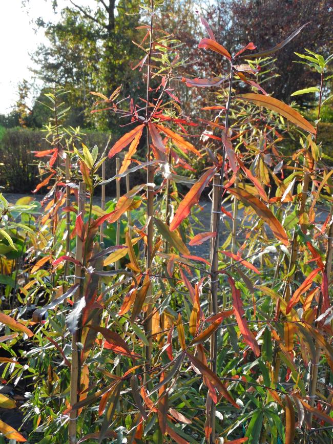 Quercus phellos (from seed)