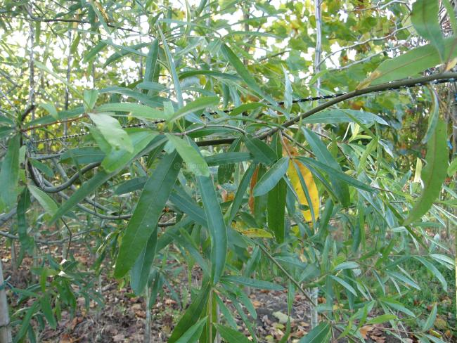 Quercus phellos (from seed)