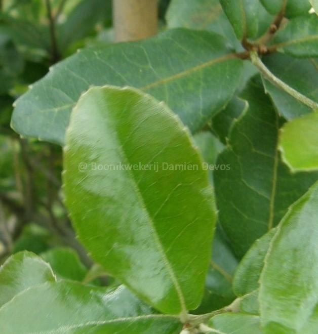 Quercus phillyreoides (herkomst Japan)
