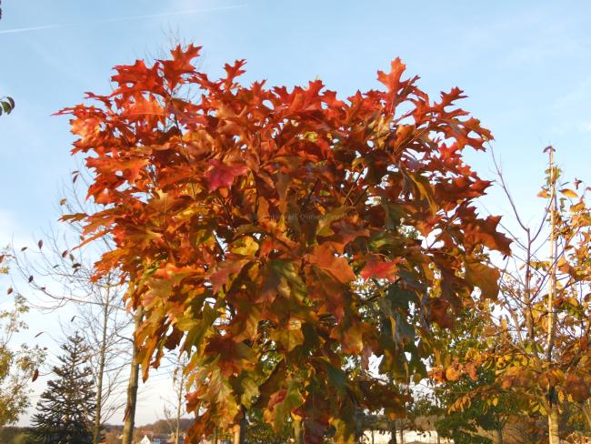 Quercus palustris 'Isabel'