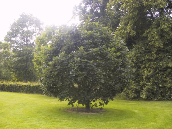 Quercus 'Pondaim'