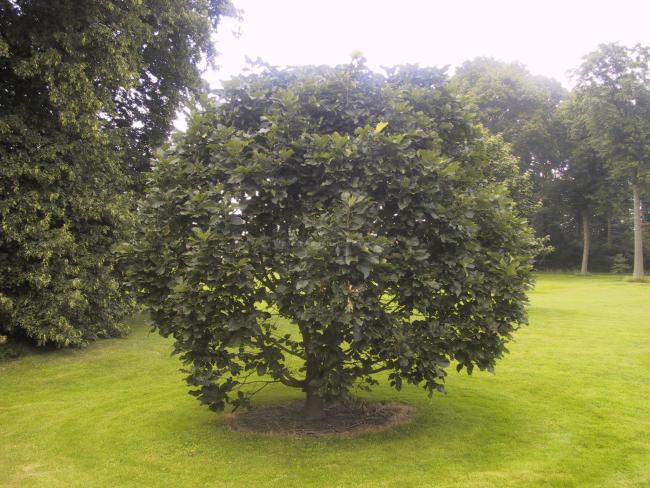 Quercus 'Pondaim'