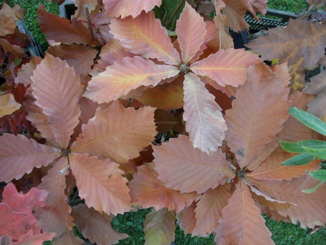 Quercus 'Pondaim'