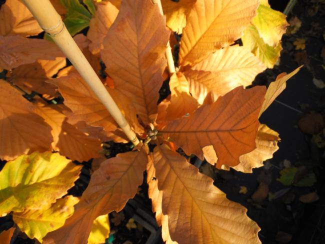 Quercus 'Pondaim'