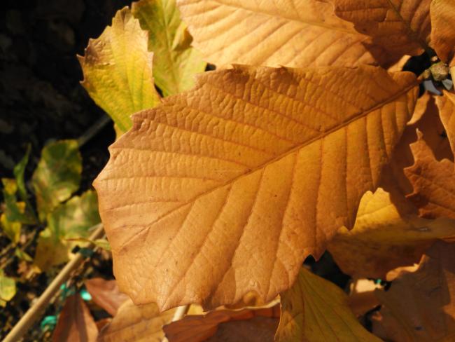 Quercus 'Pondaim'